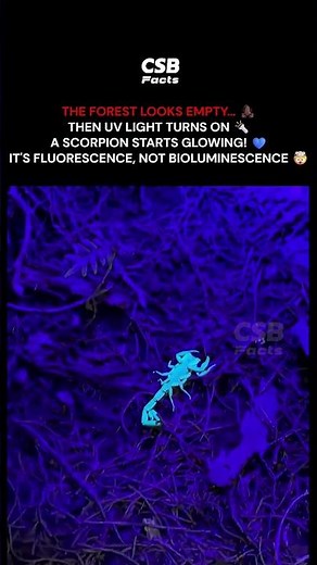 Turn On a UV Light and the Forest Floor Comes Alive 🦂💙 #shorts