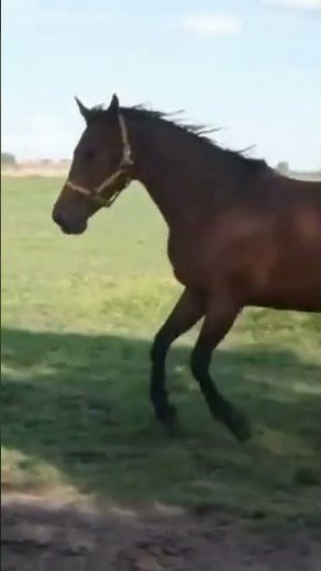 The stallion meets his mate