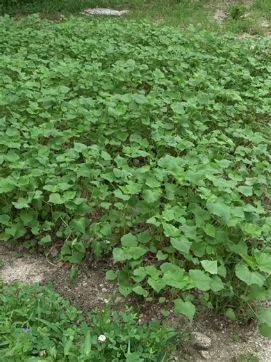 山復興第2弾152第4の池に新しく水上〇〇を作る - 04