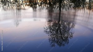 Tree reflections on water. Water drops falling into lake and causing ripples