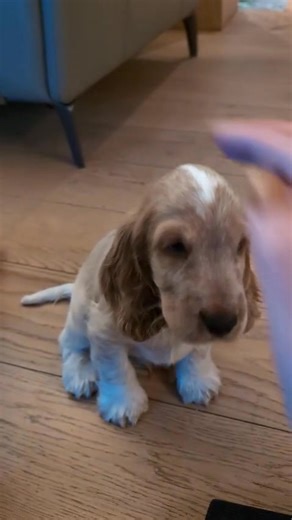 245K views · 8.5K reactions | 8 weeks old and only been with his family for a few days! He had already smashed "sit" and is having fun with recall games. Never underestimate a puppy!!! #puppylove #puppydog #puppytraining #puppytrainingtips #spaniel | Funky Whippet Pet Care | Facebook