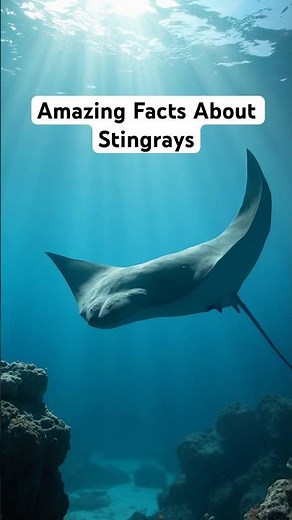10 Interesting Facts About Stingrays