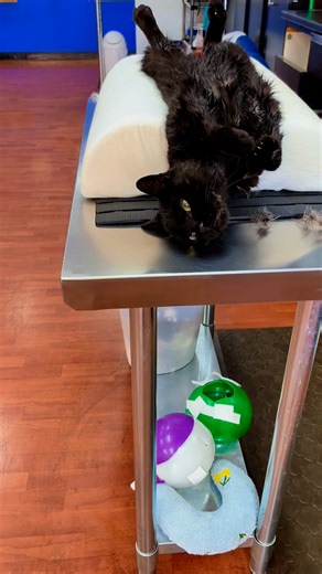 Oscar is a longtime regular client who suffers from a lot of grease and needs to sit with degreaser on. As he gets older we noticed our grooming tables might not be so comfortable for him. We set him up with some cushions and we think he’s enjoying his pampering much more because of it! 😻 #stretching #seniorcat #seniorcats #catgrooming #Kitty #cuts #kittycutsgrooming #black #cat #blackcat #blackcatsofinstagram #blackcatsrule | Kitty Cuts Grooming