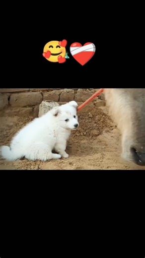 Sukoon 🥰🌺♥️ #shortsfeed #subscribe #shorts #trending #like#youtubeshorts #love #viralvideo #viral