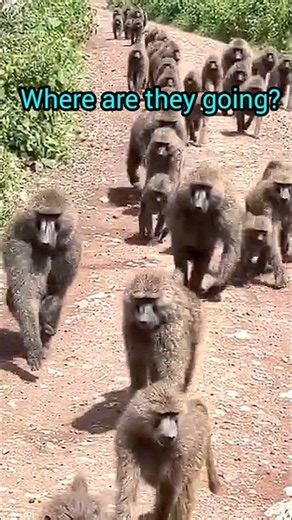 Do Baboons keep migrating in Africa? #monkey #babon #wildlife
