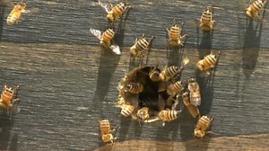 New effort underway to repopulate honeybees after billions wiped out by Helene | Haystack News