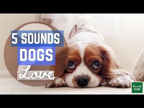 5 more sounds to get you dogs attention | Sounds dogs and puppies love to hear and respond to