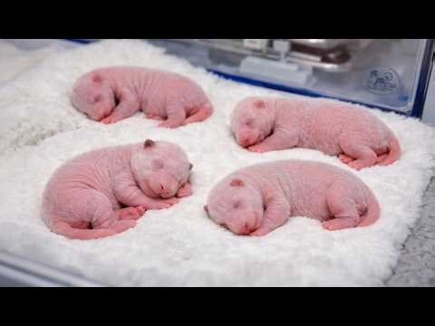 At 3:17 AM… She Gave Birth to 5 Tiny Panda Cubs… What Happened Next Will Shock You