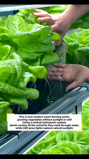 5.3K views · 14 reactions | smart-vertical-farming-inside-greenhouse-drip-irrigation-fruit-plant-system_converted | Amis de la Parole Vivante | Facebook