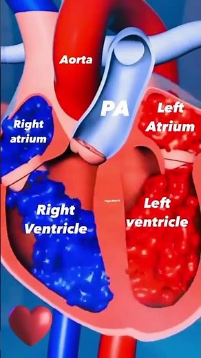 THE HEART AND ITS FOUR CHAMBERS: