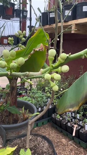 How to hand pollinate lemon tree blossoms! It’s really this simple, and you’ll get a much larger crop of fruit. #fruittree #fruittrees #lemons #lemontree #gardening #allotment #allotmentuk #allotmentlife #orchard #permaculture #permaculturelife #homestead #homesteading #containergarden #fruitgarden #rarefruit #massive #TikTokTaughtMe #plantingtrees #plantafruittree #grownfromseed #homegarden #foodforest #creatingafoodforest #fruit | Plantfanatics