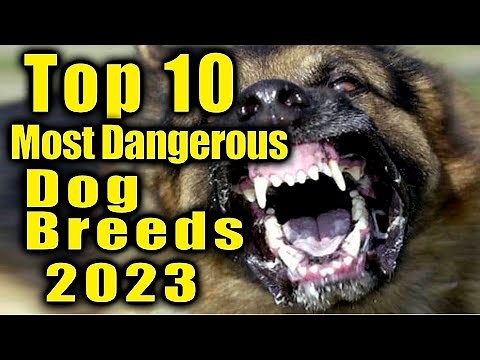 The top 10 Most Dangerous Dog Breeds in 2023