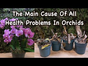 The Main Cause Behind All Of Your Orchids Health Problems.