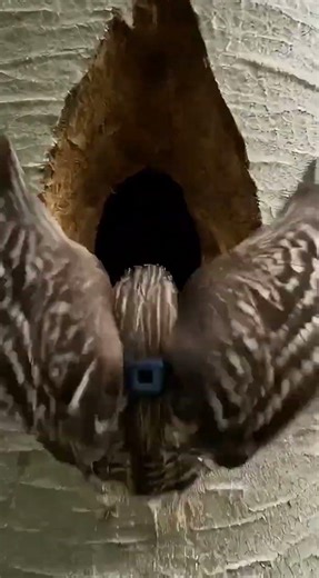 Scientists put a camera on an owl. This is what it filmed.