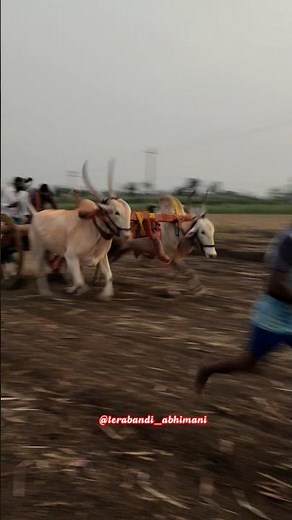 ಶಿರೋಳ ತೆರಬಂಡಿ ಮೈದಾನ ವಿಜೇತ್ ಒಂಟಗೋಡಿ ರಾಮ್ & ಚಿಮ್ಮುಡ ಮಗಧೀರ..✌️💥