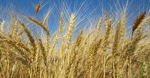 Managing Residue Key to No-Till Wheat Planting