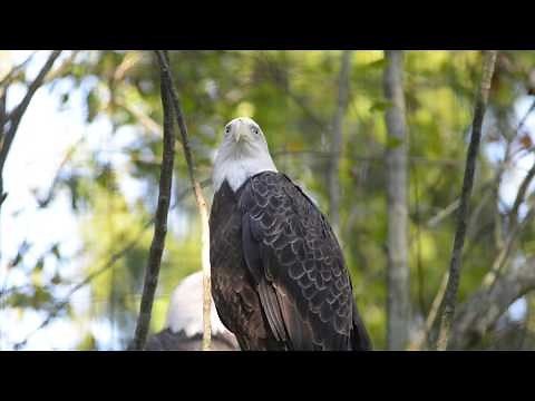 Eagle Eye - Bald Eagle Eyesight
