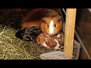 Die Meerschweinchen-Geburt verpasst! Die Meerschweinchen-Babys sind da!