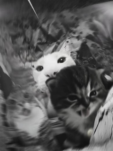 cats - upast | #cats #catedit #upast #edit #songpromo | Cat Edits