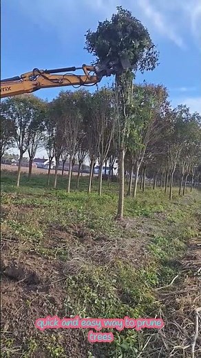 quick and easy way to prune trees