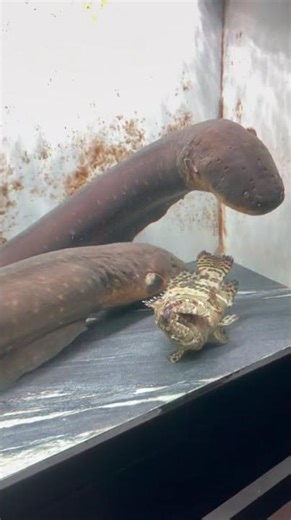 Electric Eel Discharges: The Shocking Truth About Fish