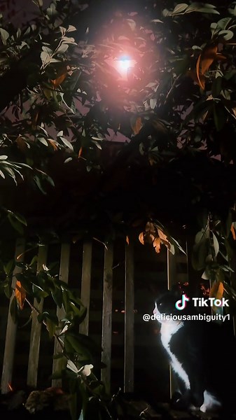 Why Cats React to Fireworks During Full Moons