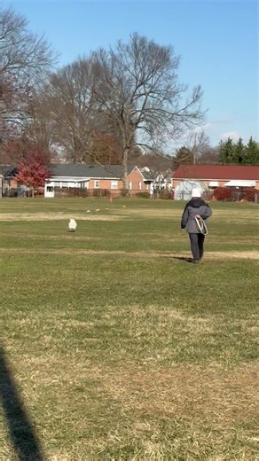 Amelia Johnson on Reels