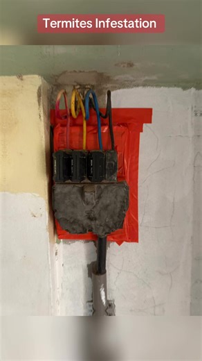 Termite Infestation: Sealing Chamber Replacement Process