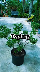  Topiary brings shape, artistry, and elegance to the landscape. Perfect for creating sophisticated gardens with clean lines and professional design. ✨ | De La Flor Gardens Nursery & Landscaping | Facebook