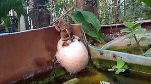 scratvu trên TikTok