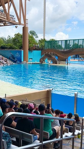 Orca❤️🥰 #Amazing #reels | Bright Kingdom