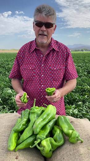 From the farm to the jar to your table! We use 100% Hatch Chile peppers for our Pure Hatch Green Chile. | Fresh Chile