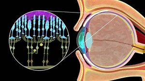 Rods and cones in retina of eye 3d rendered video clip
