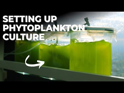 How to Start Your Own Phytoplankton Culture Using Sunlight | Blue Reef Tank