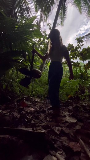 good coconut bunch #natureasmr #coconut #tropics #asmr