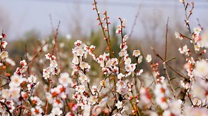 Spring scenes are varied in different parts of China. We present you with the aerial view of different landscapes and plants, with blossoms injecting new vitality into nature. #Spring #EcoFuture | China Plus Culture