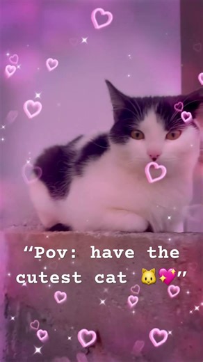 The cutest kitty in the world! 🎀✨ #shorts #cute #cat #aesthetic #littleanimeprincess