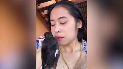 Playful pet myna bird repeatedly pecks owner's mouth