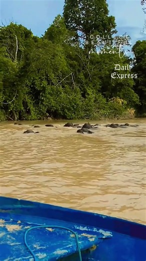 Pygmy Elephant Population Continues to Grow