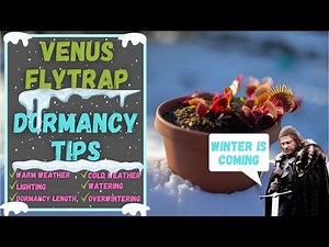 10 Venus Flytrap Winter Dormancy Tips & Tricks - Fly Trap Dormancy Simplified - Winter Is Coming!