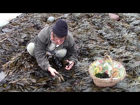 Harvesting Edible Seaweed (And Introducing the Kelly Kettle and Extreme Greens Seaweed Book )