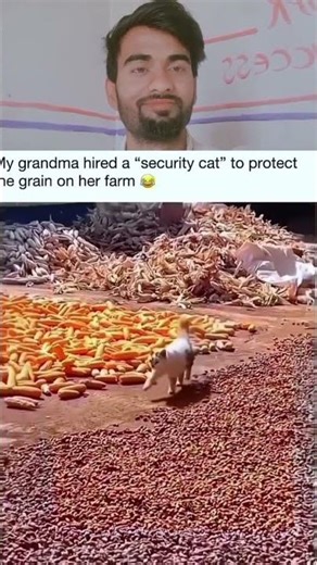 security guard cat 🐈🐈 #travel #animallovers #animallife #animalshorts #viralshort #pets