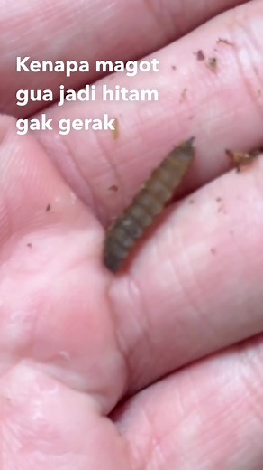 Maggot Bertapa: Transformasi menjadi Pupa