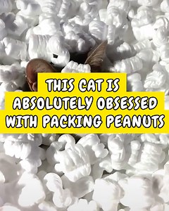 Meet Kiki, the cat with an obsession for packing peanuts! 🤣😻 | Happiest