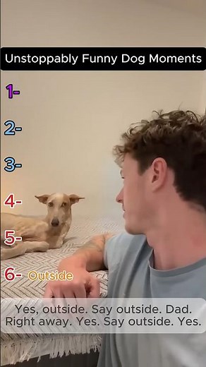 Unstoppably Funny Dog Moments 🐶 Pure Dog Comedy