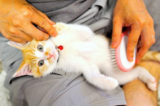 4 Common Mistakes in How to Groom a Cat (And How to Avoid Them) - Petful