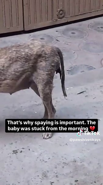 Dog Rescue Efforts Highlight Challenges for Stray Animals