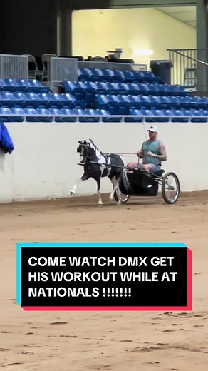 Come watch our stallion DMX get his workout while we are at Nationals !!! #miniaturehorses #DVMFarms #minihorses #horses #shetlandpony #horsesarelife #dvmtrouruffryder