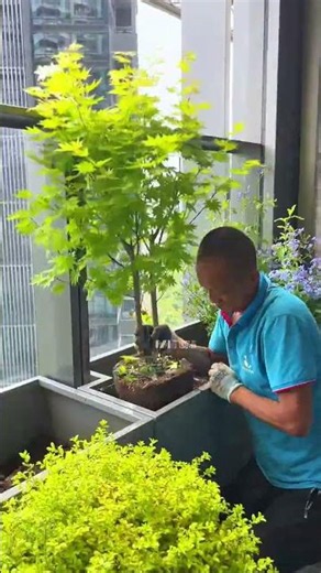 Transforming a balcony into a bougainvillea garden #SpaceDesign #gardendesign #garden #plants