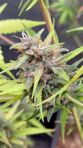 LSD-25 Auto 🌈 Colores Increíbles en All Mix 🍀🤩 #nature #garden